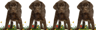 barre chien - Ingyenes animált GIF