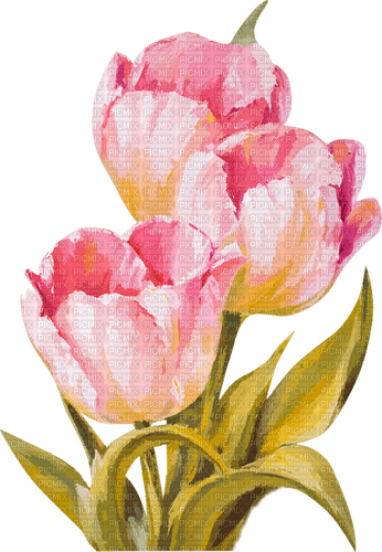 Tulips - png grátis
