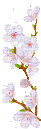 Apple Blossoms - 免费动画 GIF