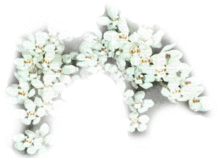 Overlay deco white flowers [Basilslament] - nemokama png