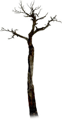 tree anastasia - ingyenes png