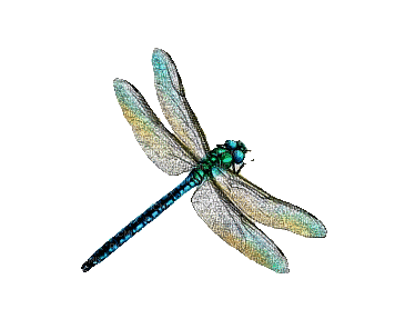 dragonfly - Gratis animerad GIF
