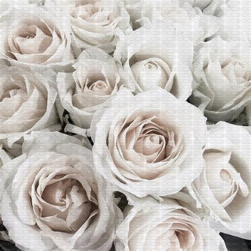 White Roses - bezmaksas png