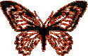 papillon-borboleta-l - Бесплатный анимированный гифка