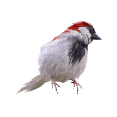 oiseau - nemokama png