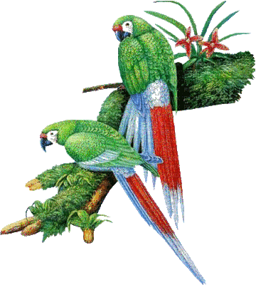 parrots 2 -Nitsa P - Darmowy animowany GIF