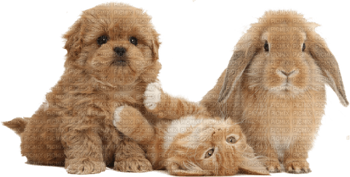 cat dog bunny family - besplatni png