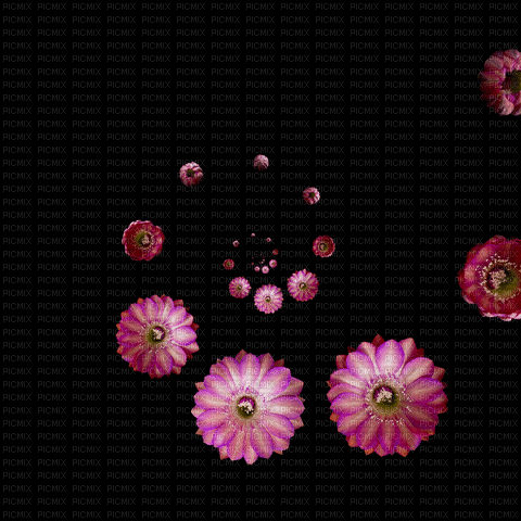 Background Flowers, background , flowers , pink , black , animated ...