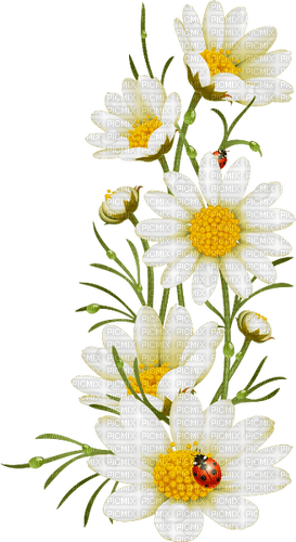 Daisies  Bb2 - 無料png