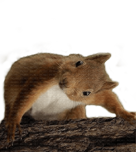 squirrel - nemokama png