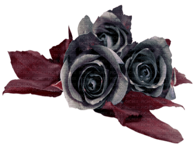 Black rose - Free PNG