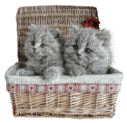 Kaz_Creations Cats Kittens Cat Kitten Basket - PNG gratuit