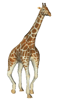 cecily-girafe animee - GIF animado gratis