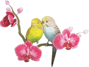 soave deco summer tropical bird parrot branch - δωρεάν png