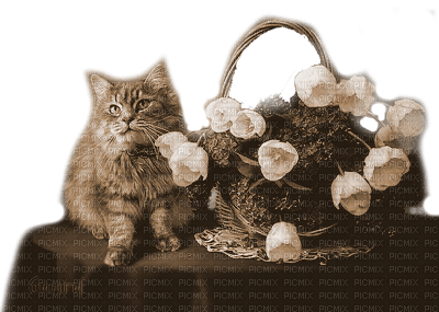 Y.A.M._Cat sepia - 無料png