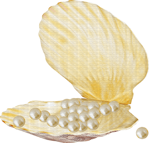Seashell.Pearls.White - PNG gratuit