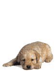 hund - Darmowy animowany GIF