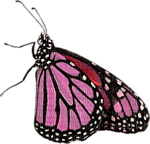 butterflies katrin - png gratuito