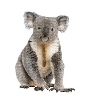 Australia animals koala bp - Free PNG