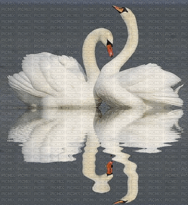 swan - Animovaný GIF zadarmo