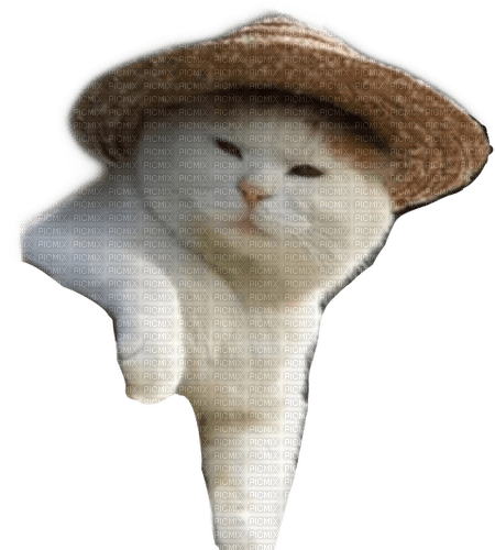 Shiro the cat with hat - фрее пнг