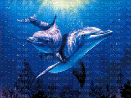 dolphins - 免费动画 GIF