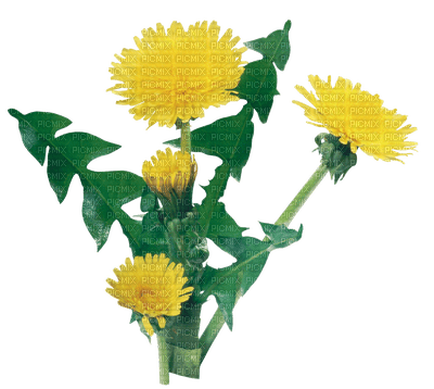 Kaz_Creations Deco Flowers Dandelion Flower - zdarma png