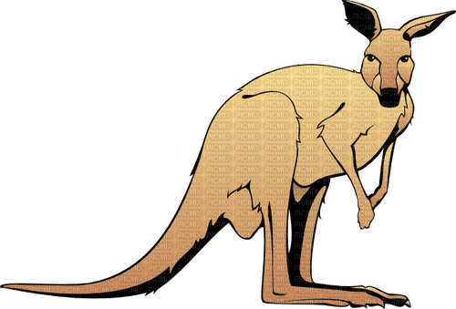 kangourou - nemokama png