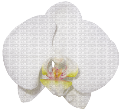 orchids white bp - gratis png