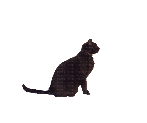 Cat  Gif - Bogusia - Besplatni animirani GIF