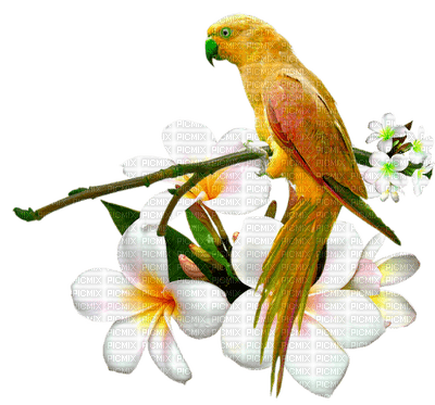 oiseau Ara-parrot bird