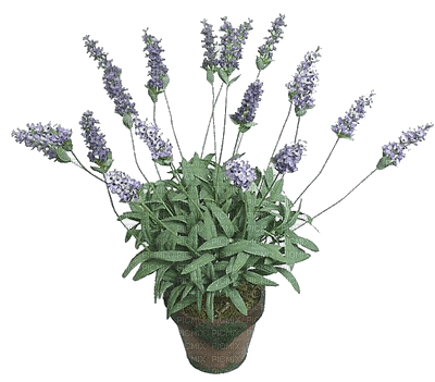 Kaz_Creations Flowers Plant Deco Vase - png gratis
