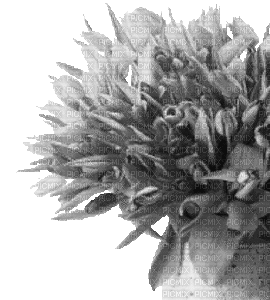 flower (created with gimp) - Animovaný GIF zadarmo