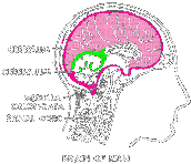 brain diagram - Бесплатни анимирани ГИФ