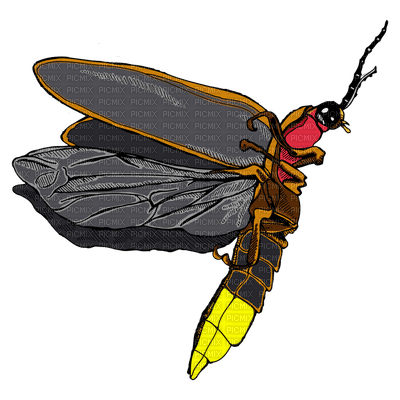 firefly - PNG gratuit