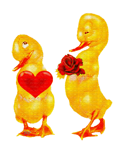 valentine duck  by nataliplus - Bezmaksas animēts GIF
