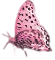 butterflies katrin - png grátis