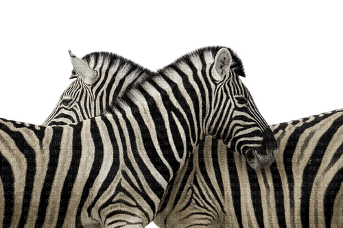 africa zebra animal zèbre - png ฟรี