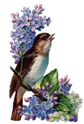 loly33 oiseaux fleur - Free PNG