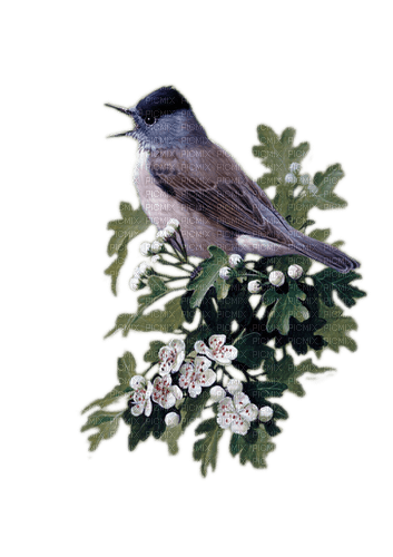 Vogel, Blüten - PNG gratuit
