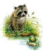 racoonfrog - Безплатен анимиран GIF