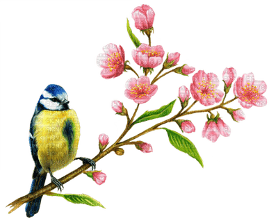 Bird,spring,pâque,fleur,branche,deko,tube, feuilles, GIF, animation,Pelageya