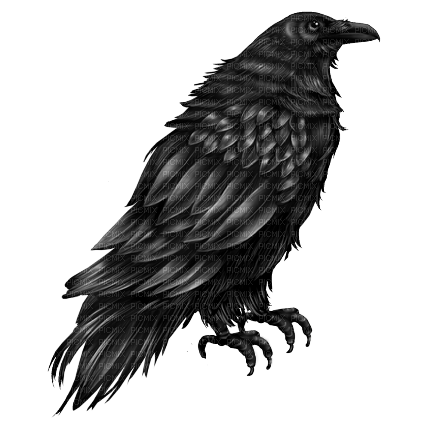 crow by nataliplus - darmowe png