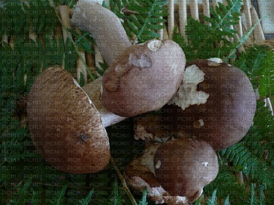 ceps - 免费PNG
