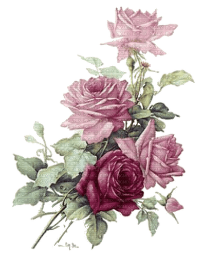 Roses  Bb2 - png grátis