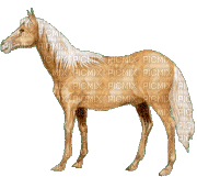 horses - Nitsa P - Бесплатни анимирани ГИФ