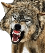 Loup en colère - PNG gratuit
