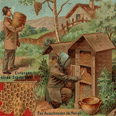 Bee farm - png gratis