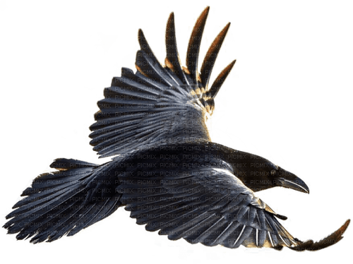 Raven - PNG gratuit