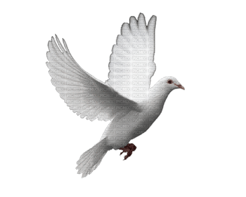 pigeon - GIF animado grátis